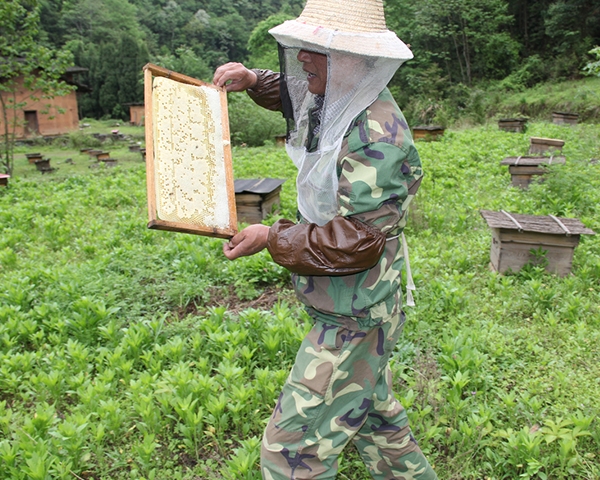 养殖土蜂蜜